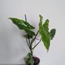 Philodendron Burle Marx Plant Image 3