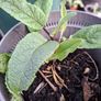 Verbascum chaixii (Wedding Candles) Image 4