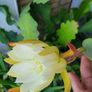 Epiphyllum Cacti. Beautiful rare cactus. Image 6