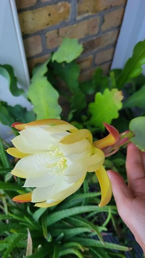 Epiphyllum Cacti. Beautiful rare cactus.