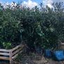 Cherry Laurel Hedging 3.5..4ft just 9.50 euro Image 9