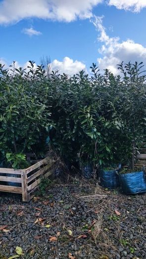 Cherry Laurel Hedge 3ft in 3 litre pot just 5 euro