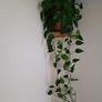 Beautiful hanging plant Image 4