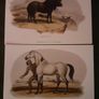 Nice selection of animal and bird print's Image 2