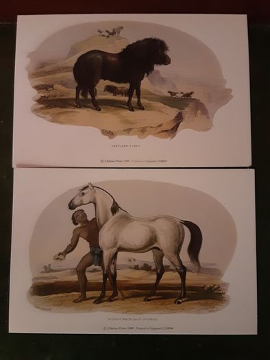 Nice selection of animal and bird print's
