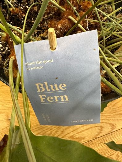 Blue Fern