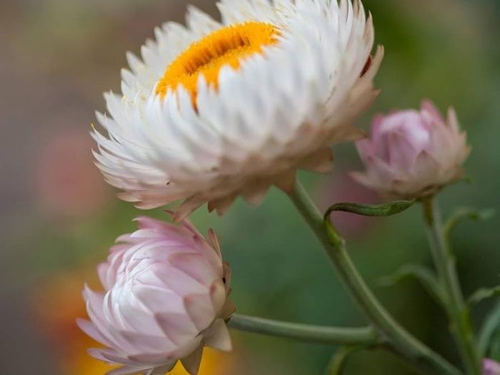 xerochrysum bracteatum. seeds