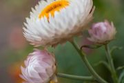 xerochrysum bracteatum. seeds