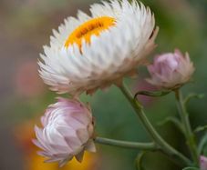 xerochrysum bracteatum. seeds
