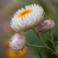 xerochrysum bracteatum. seeds