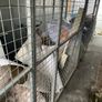 Dog Cage Image 3