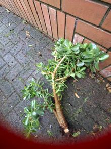 Jade plant