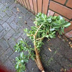 Jade plant
