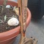 Stunning pair of Vintage 1950's Dunlop Kenton Rackets Image 2