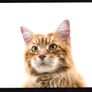 2014 Ireland Cats Commemorative Stamp Booklet Mint Never Hinged (MNH). Hibernian HB202. Photos of contents shown. Image 10