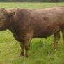 Organic Cattle Image 7
