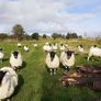 Hogget Ewes For Sale Image 3