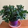 House plants Image 10