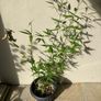 Black Bamboo Image 2