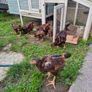 chicks Image 2