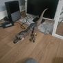 dinasour Image 5
