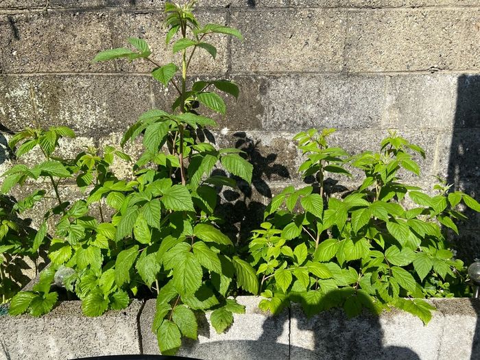 Raspberry Plant