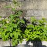 Raspberry Plant Image 7