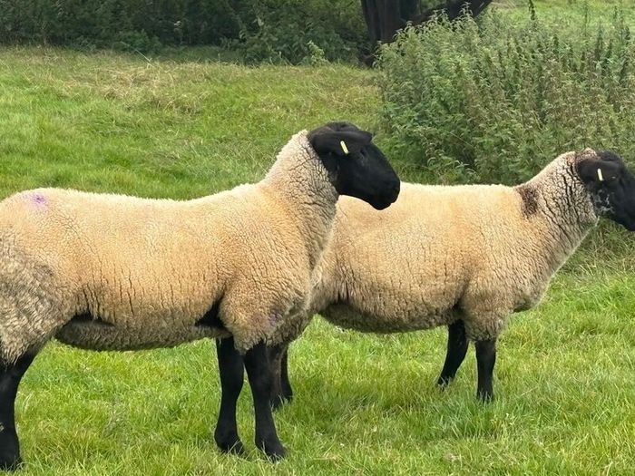 Suffolk Mule Ewe Hoggets