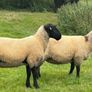 Suffolk Mule Ewe Hoggets Image 5