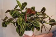 Maranta