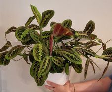 Maranta