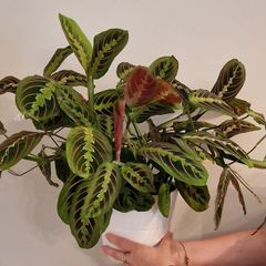 Maranta