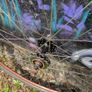 Fixie, single speed wheels. Image 5