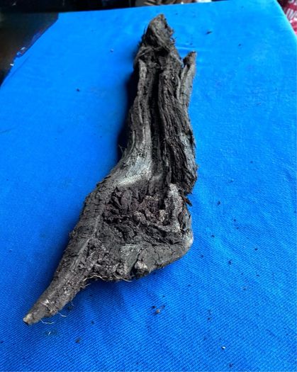 bog oak