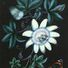 Stroh1899