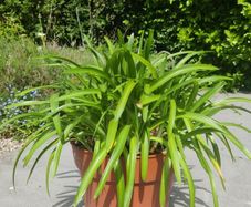 plant