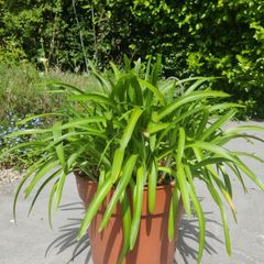 plant