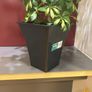 Plant Image 6