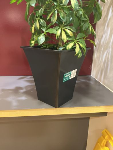Plant