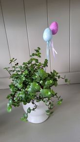 Turtle Vine. Tradescantia Callisia repens.House plant.