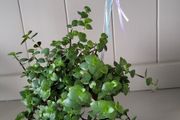 Turtle Vine. Tradescantia Callisia repens.House plant.