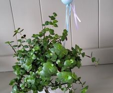 Turtle Vine. Tradescantia Callisia repens.House plant.