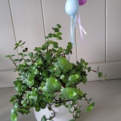 Turtle Vine. Tradescantia Callisia repens.House plant.