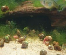 Aquarium snails