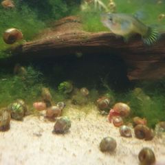 Aquarium snails