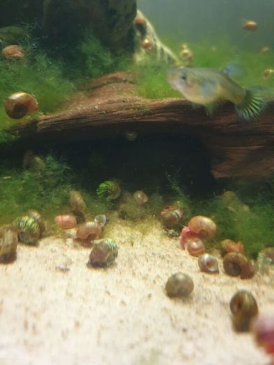 Aquarium snails