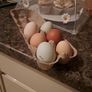 1 week old Rainbow egger chicks Image 2