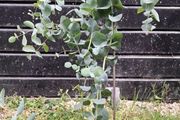Eucalyptus Gunnii