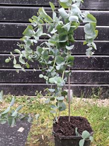 Eucalyptus Gunnii