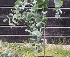 Eucalyptus Gunnii
